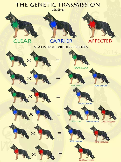 Mielopatia Degenerativa