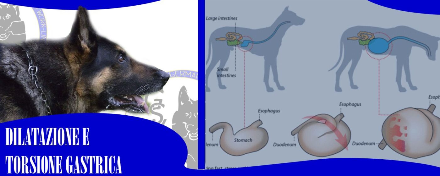 dilatazione e torsione dello stomaco nel pastore tedesco